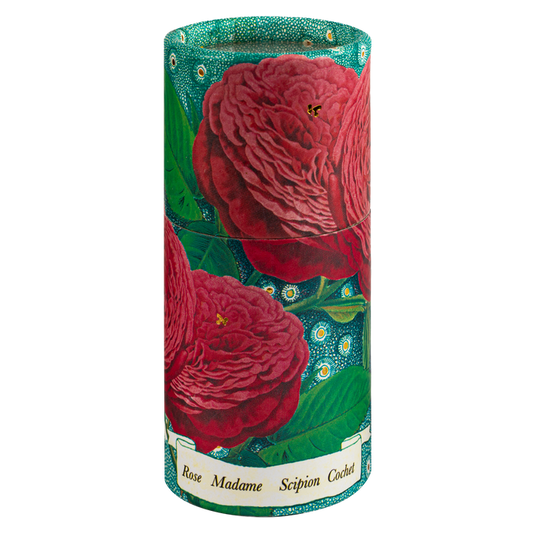 Rose Madame Scipion Large Cylinder Matches